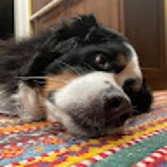 Meet your Posher, Lucy - Picture 1 of 1